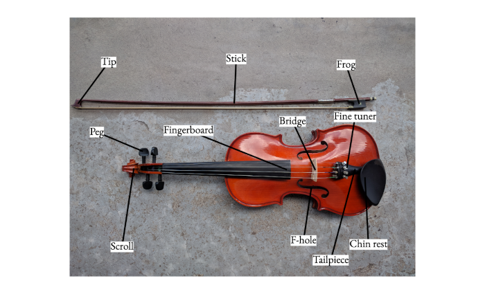 labelled-violin